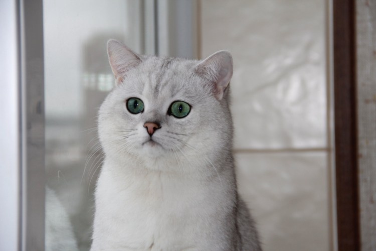 Британская короткошёрстная кошка шиншилла серебристая