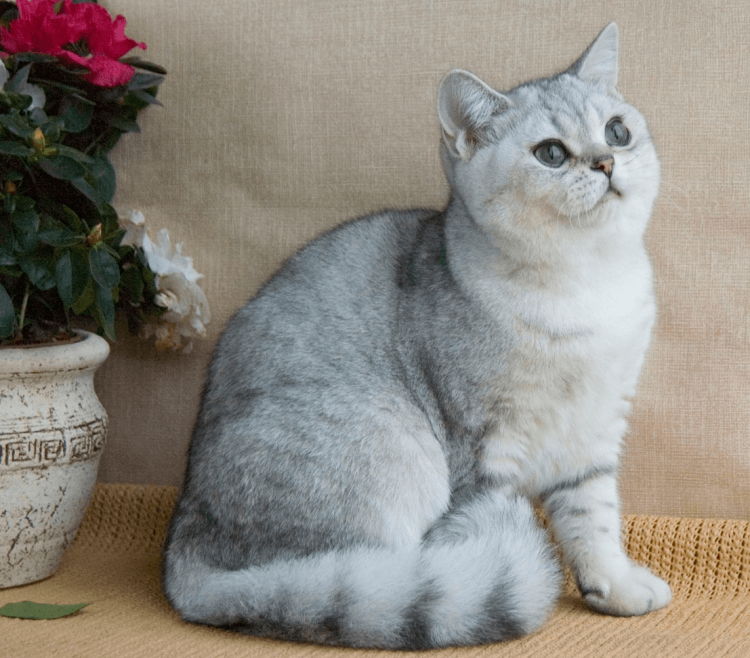 Шиншилловый британец черный