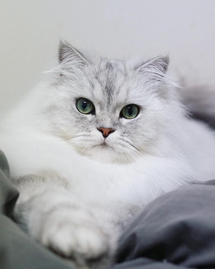 Британская шиншилла