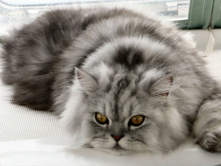 Персидская шиншилла