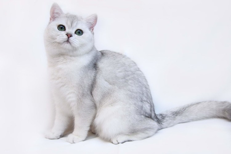Персидская шиншилла