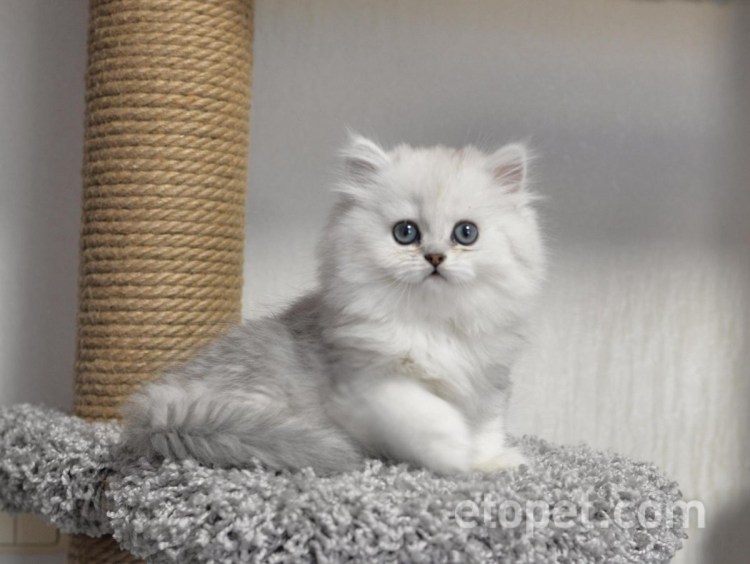 Сибирская шиншилла кошка