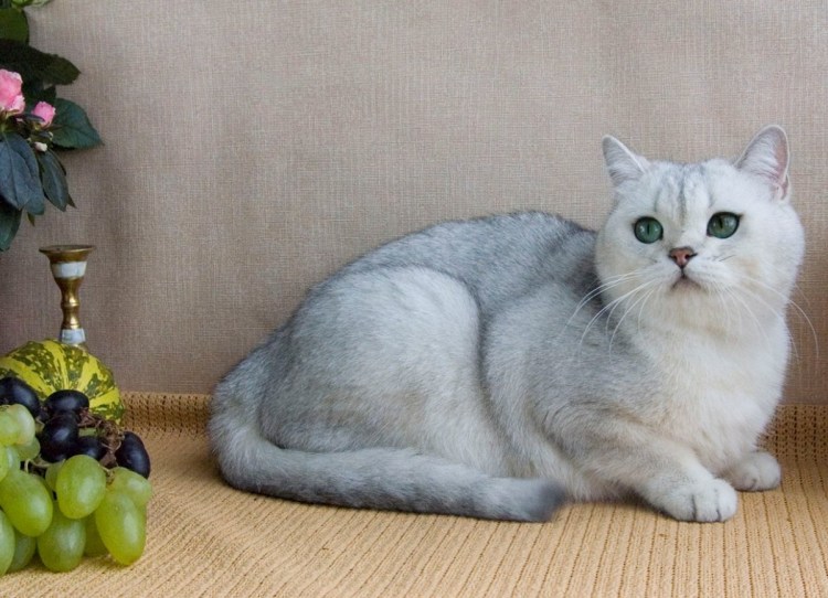 Персидская шиншилла