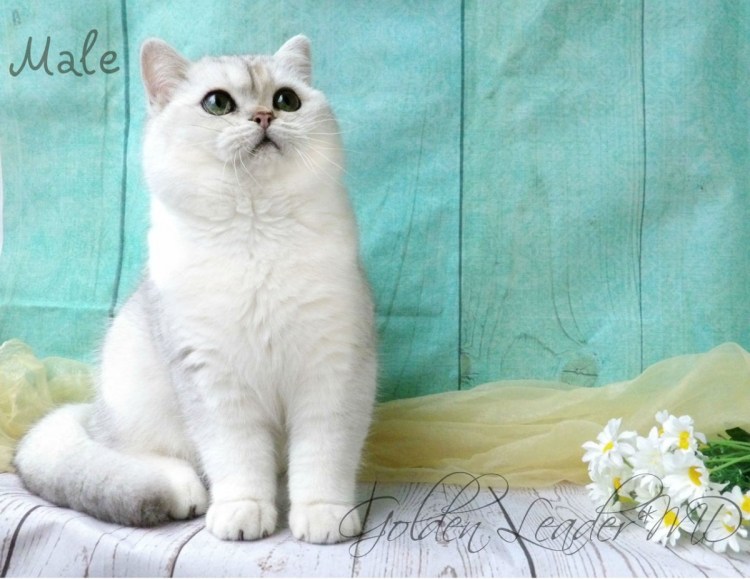 Шотландская короткошерстная шиншилла