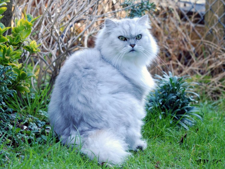 Скоттиш страйт белая шиншилла