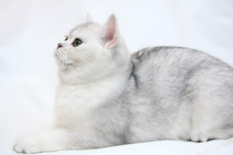 Бурмилла короткошерстная