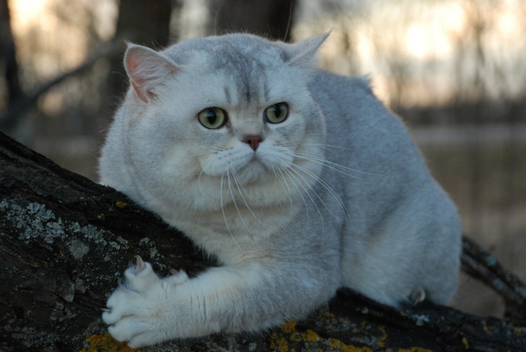Персидская голубая шиншилла кошка