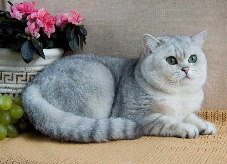 Шотландская короткошерстная шиншилла