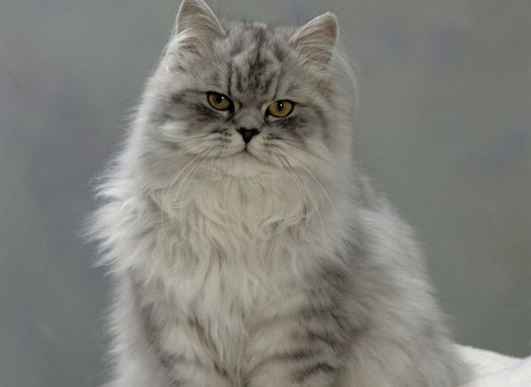 Сибирская шиншилла кот