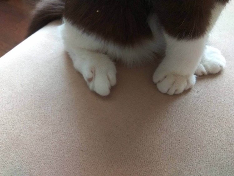 Хондродисплазия вислоухих кошек