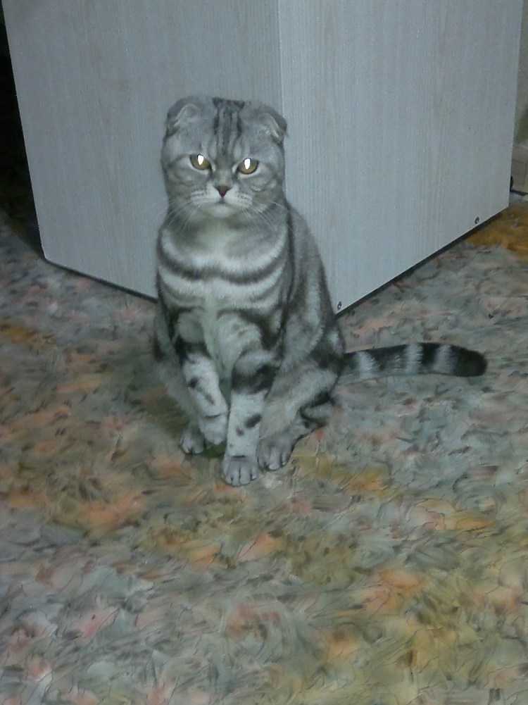 Остеохондродисплазия у кошек