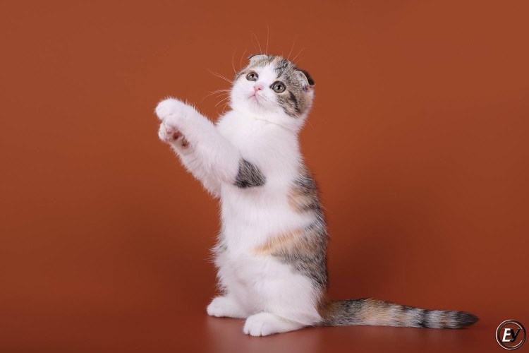 Лапки британского кота