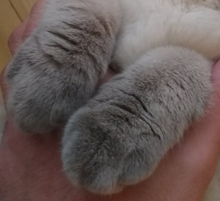 Лапы шотландской вислоухой