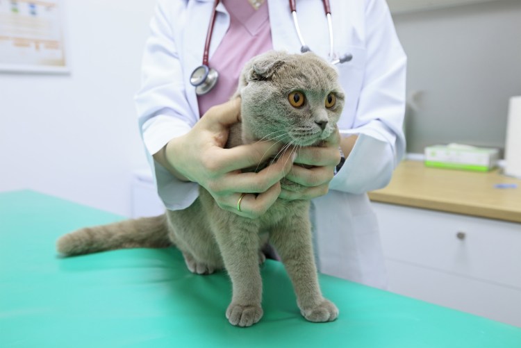 Хондродисплазия шотландских вислоухих кошек
