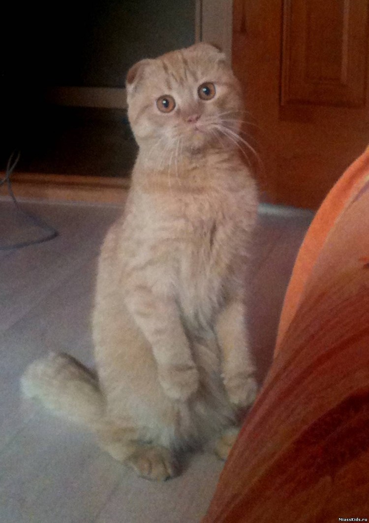 Шотландская вислоухая кошка