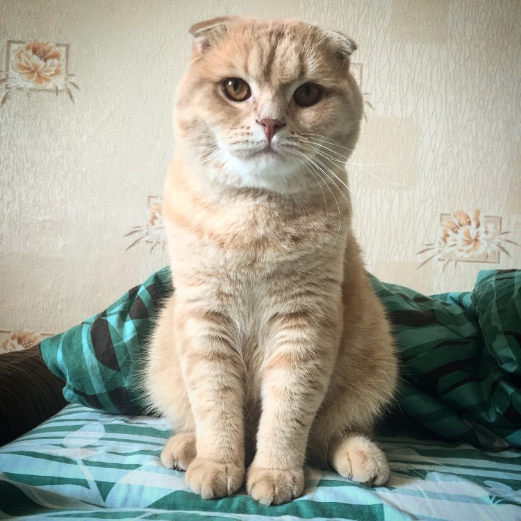 Форма лап у шотландских