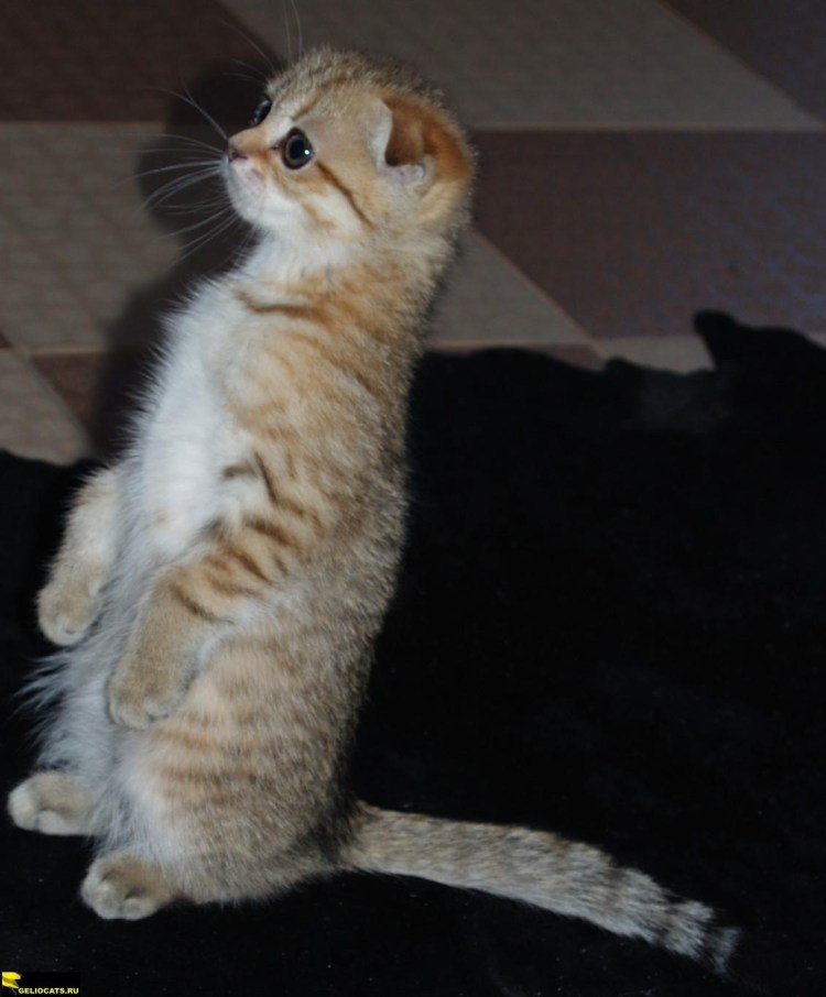 Сидячий кот