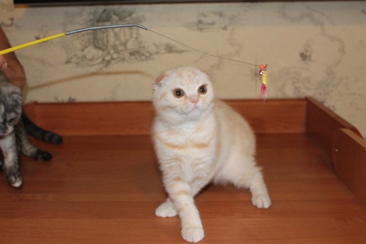 Скоттиш фолд на задних лапках