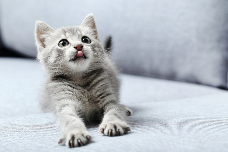 Маленький котенок