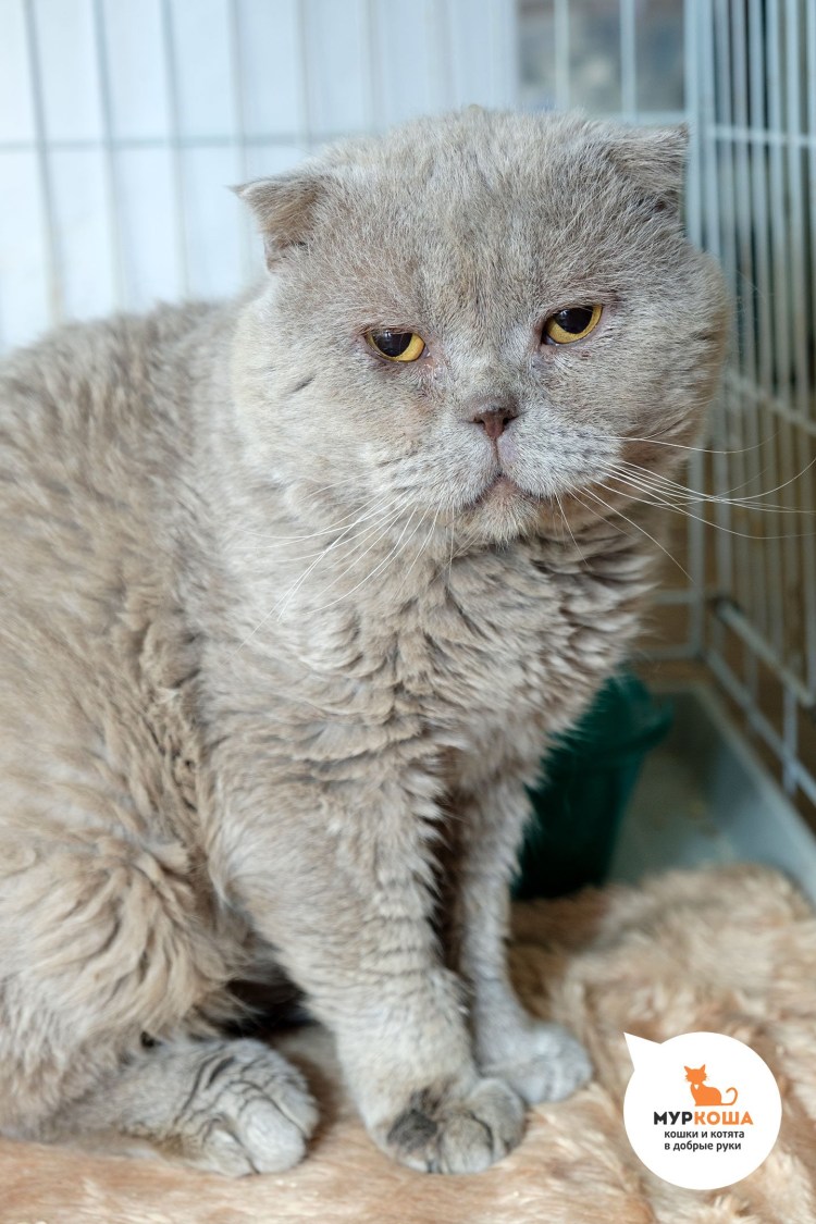 Шотландский вислоухий кот рахит