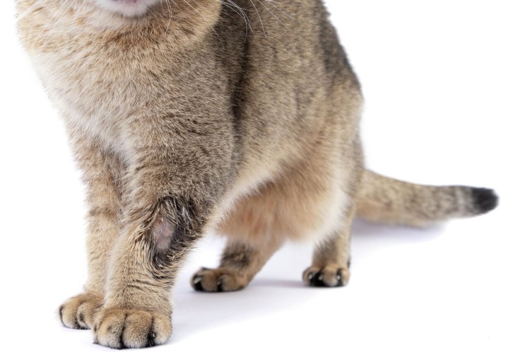 Шотландский вислоухий кот лапы