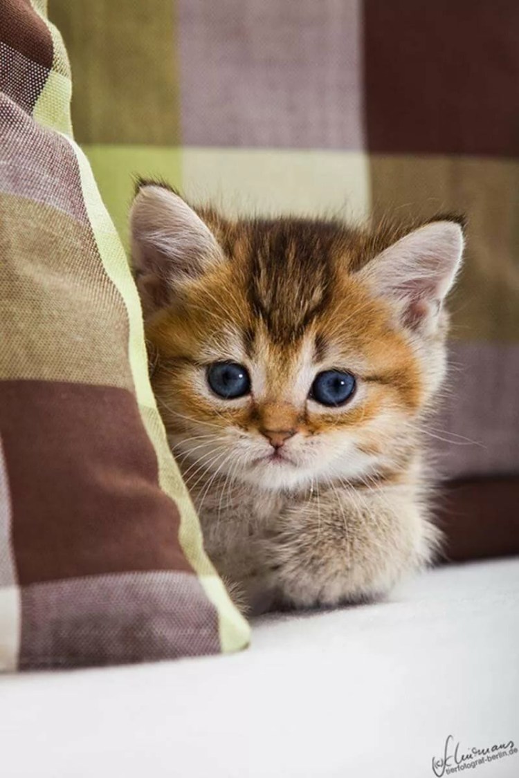 Милый кот