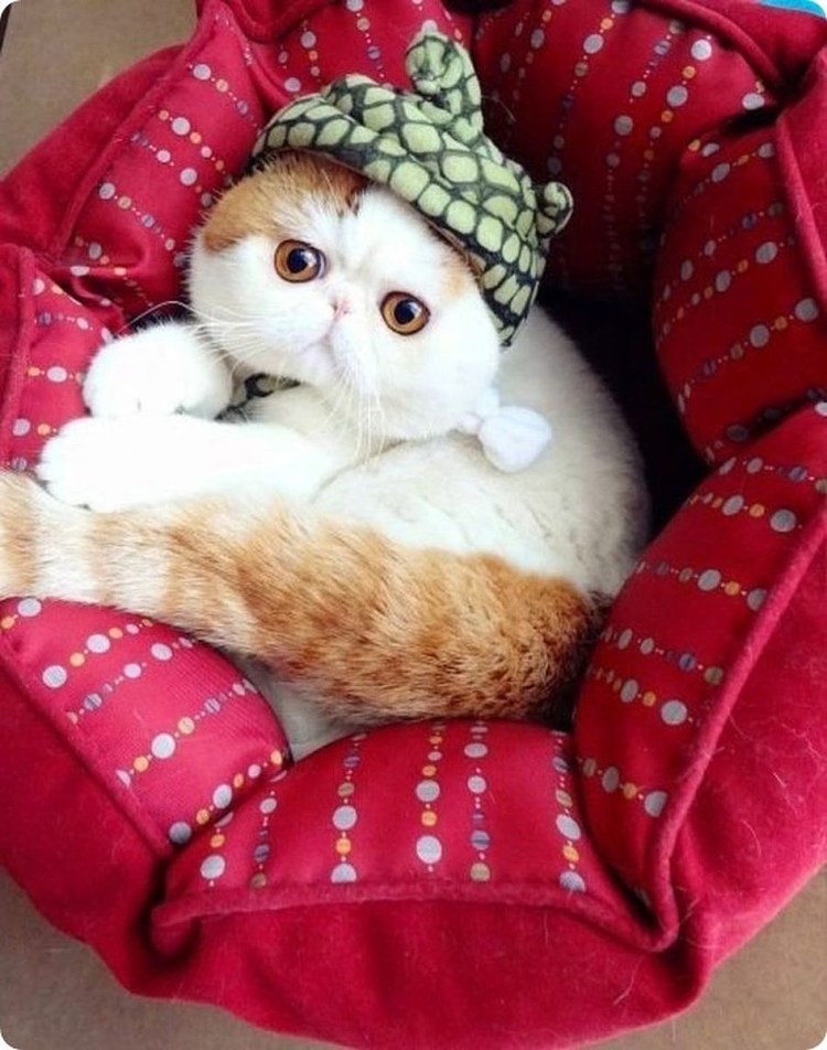 Милый кот