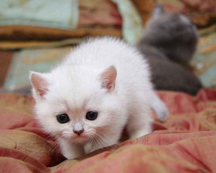 Маленький котенок