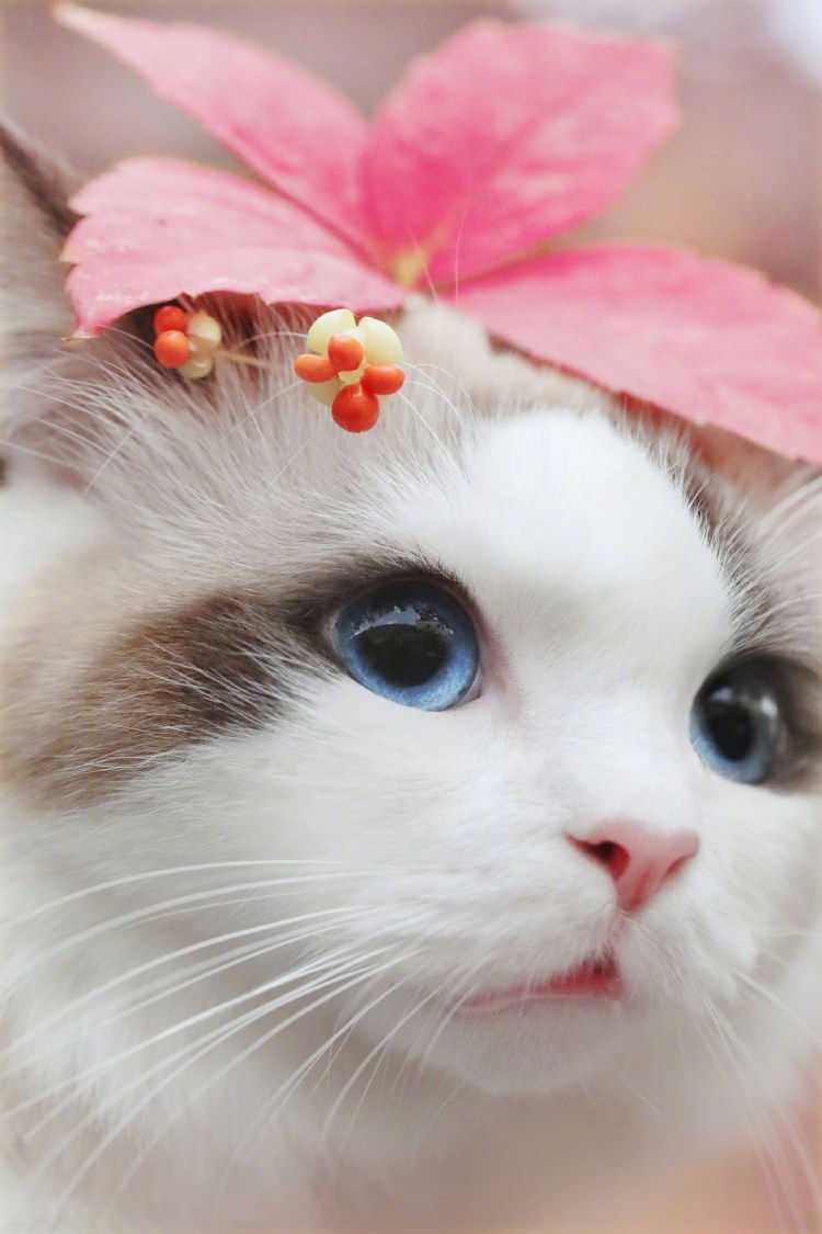 Милая кошка