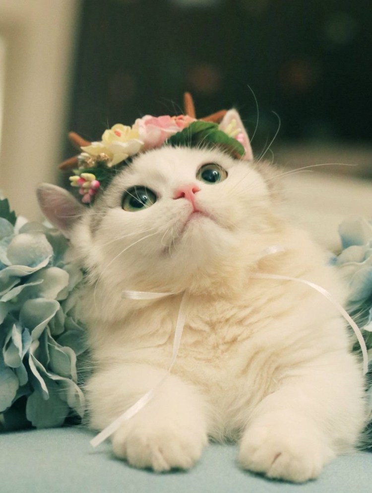 Милый кот
