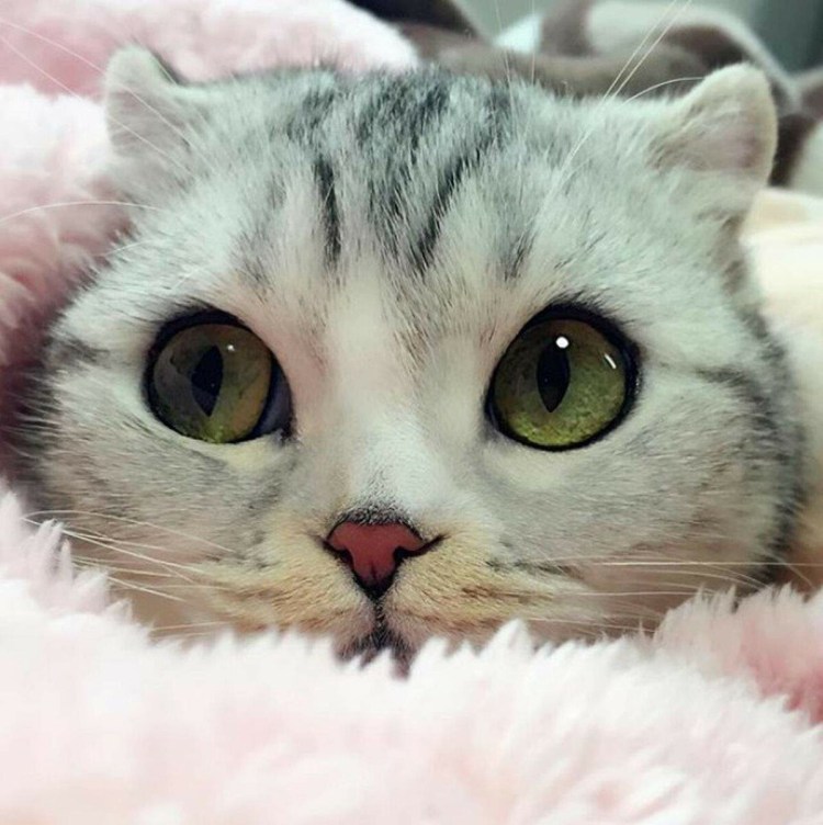 Няшные котики
