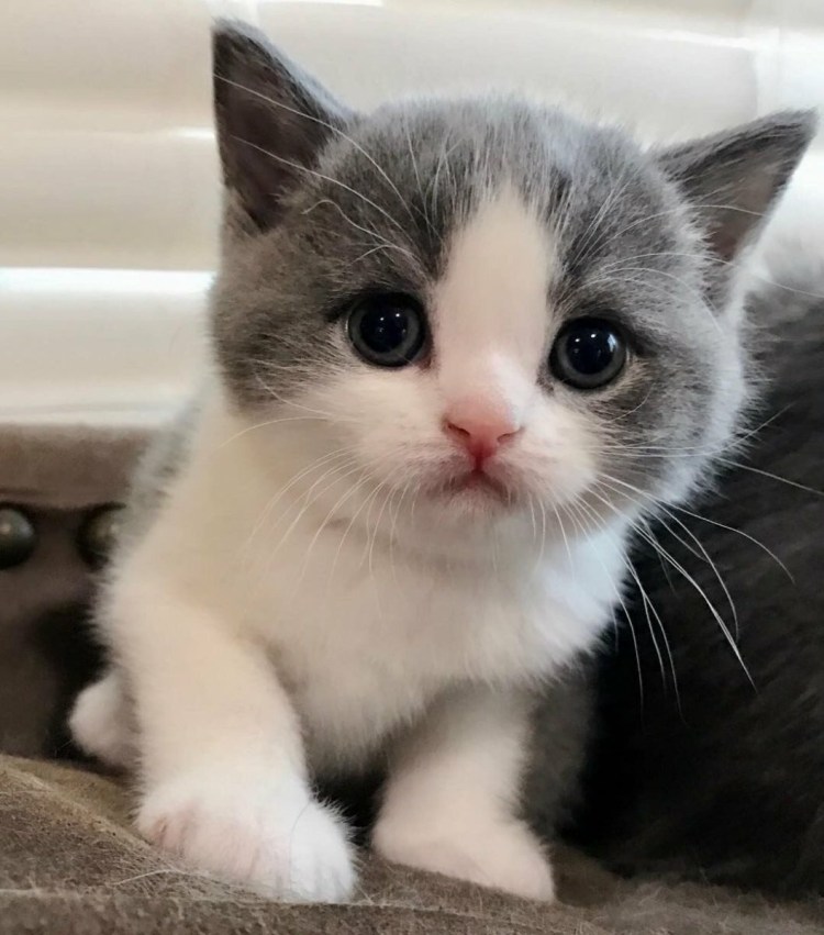 Милыйи икотикиикотики