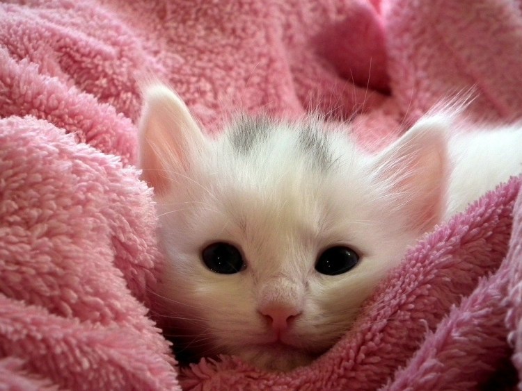 Милые котики