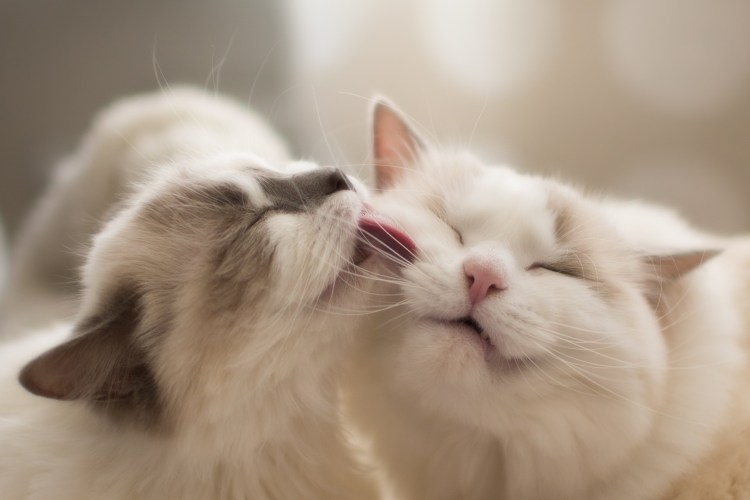 Ласковый котик