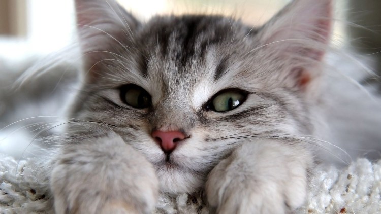 Милые котики