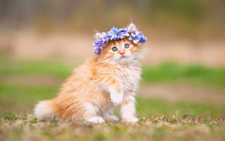 Пушистый котик