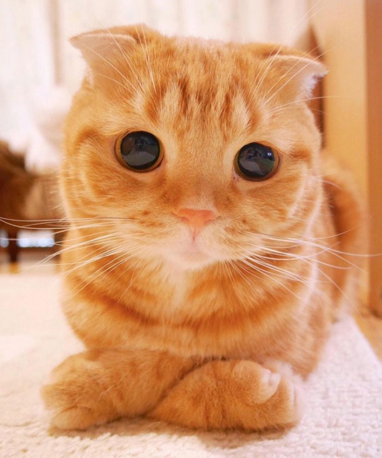 Милые коты