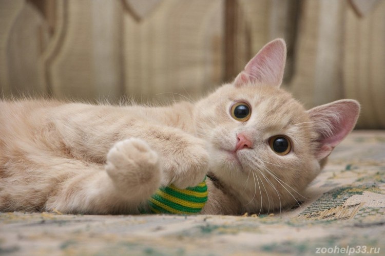 Палевый котенок