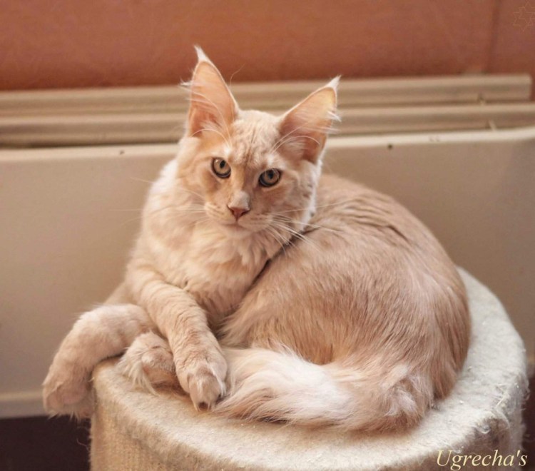 Бежевая кошка