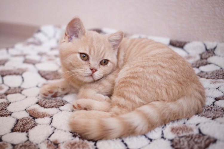 Кот британский гладкошерстный палевый