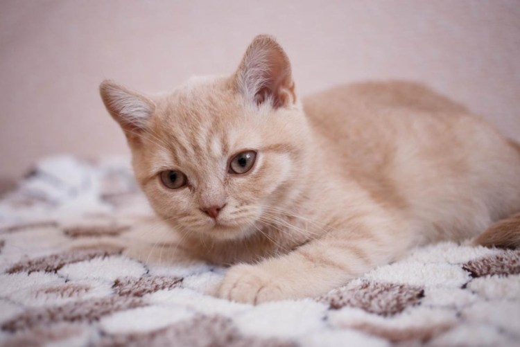 Палевый кот летом
