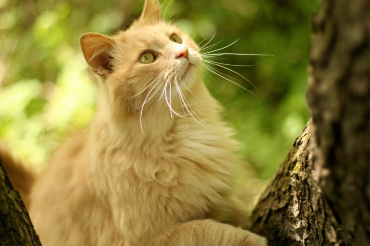 Бежевая кошка