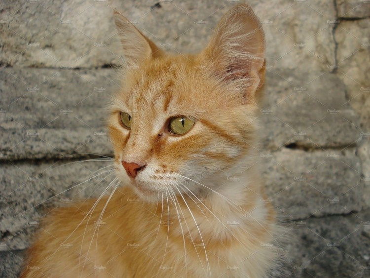 Европейский короткошерстный кот рыжий