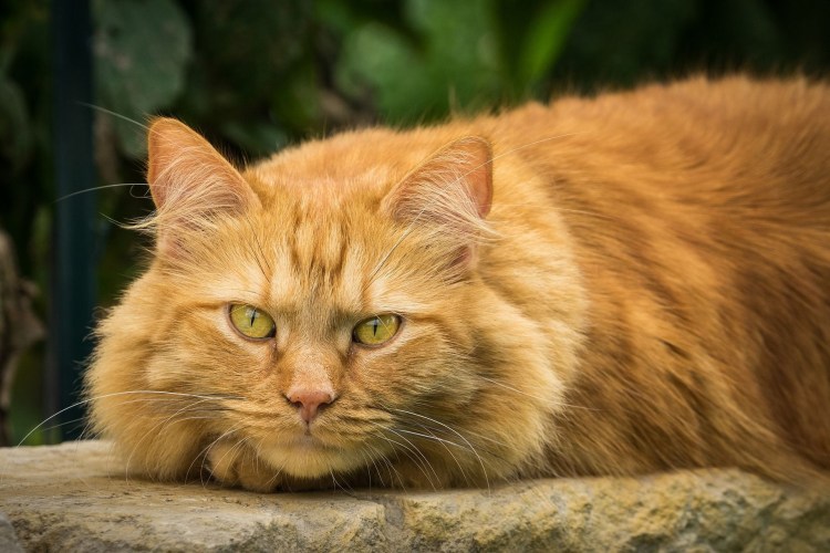 Породистые рыжие коты