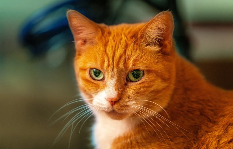 American Shorthair кошка рыжая