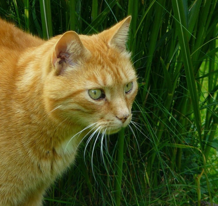 Сибирская кошка рыжая короткошерстная