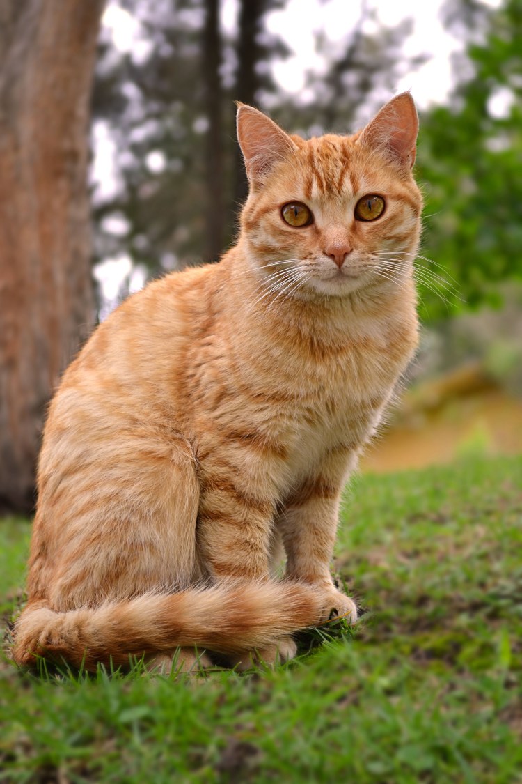 Рыжий кот с желтыми глазами