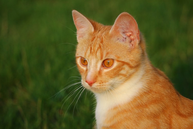 Светло рыжий кот