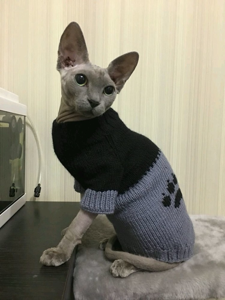 Кофточки для сфинксов