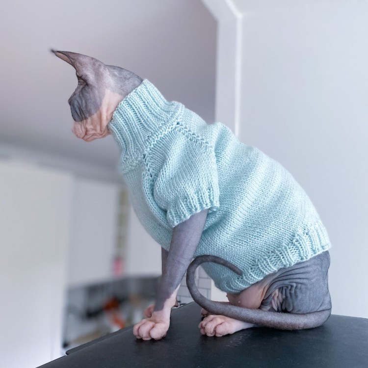 Кот в свитере